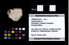 Foto (Objekt + Etikett) von Goniodromites sp.  (NHMW-GEO-1990-0041-0416)